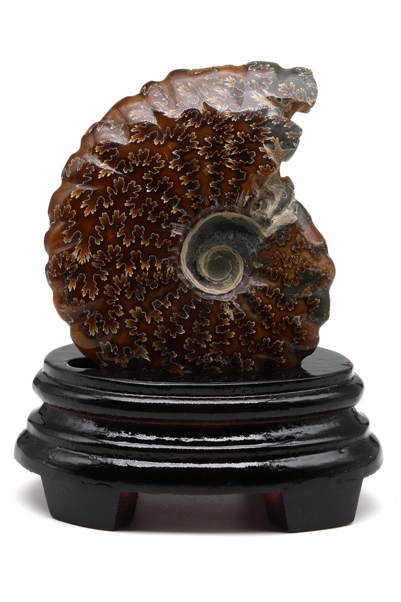 Ammonit Fosil Standlı Parça – 337 Gr | Koleksiyonluk Spiral Fosil — Safnaturel doğal taş