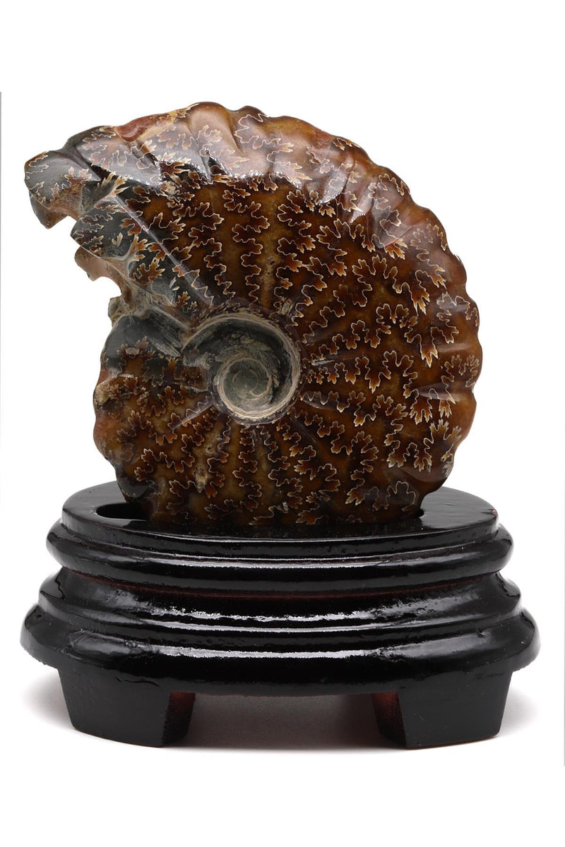 Ammonit Fosil Standlı Parça – 337 Gr | Koleksiyonluk Spiral Fosil — Safnaturel doğal taş (2)