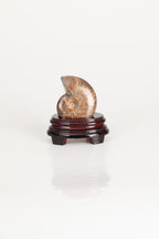 Amonit Doğal Taş Standlı Fosil