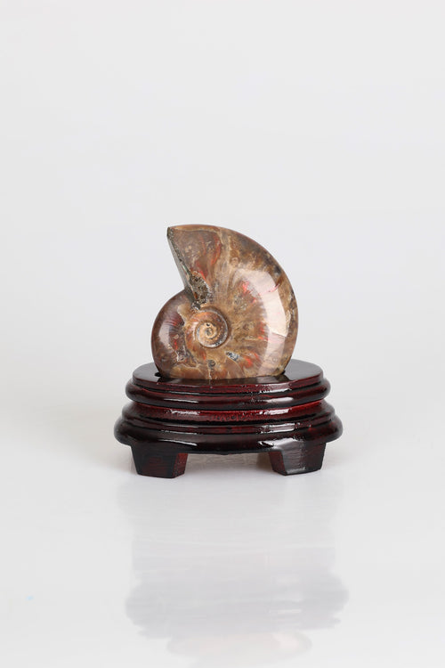 Amonit Doğal Taş Standlı Fosil