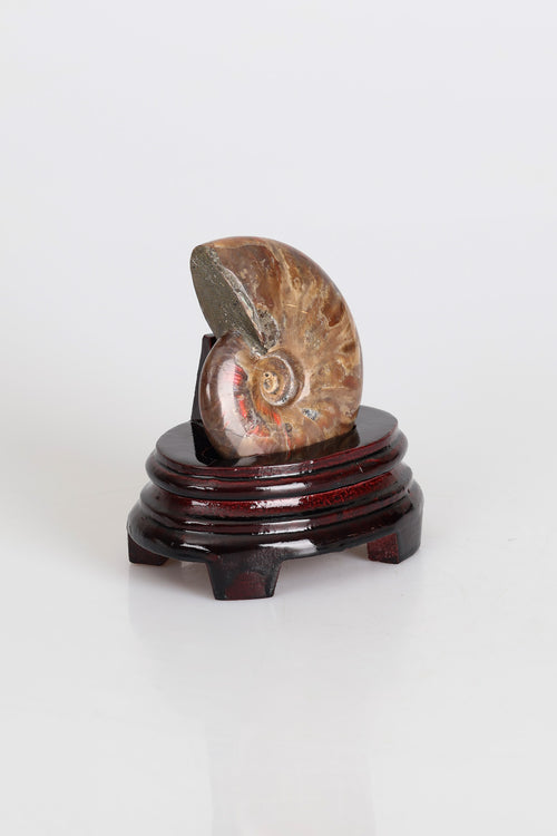 Amonit Doğal Taş Standlı Fosil