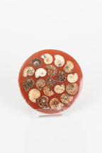 Amonit Doğal Taşlı Plaka