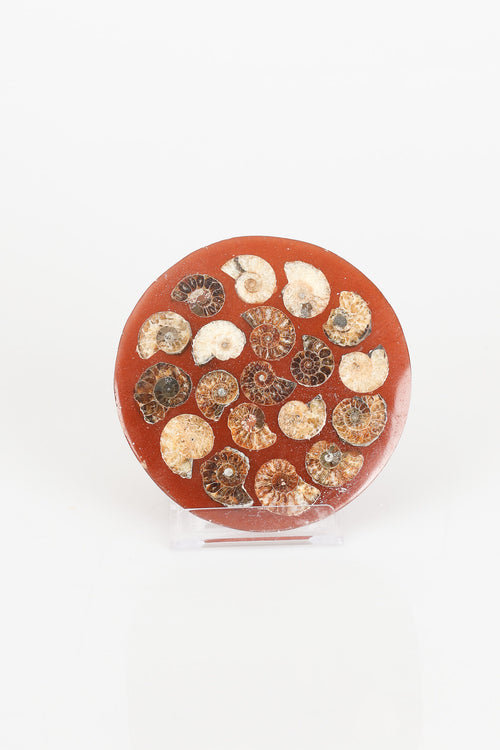 Amonit Doğal Taşlı Plaka