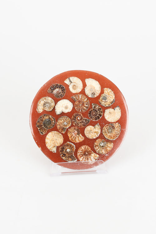 Amonit Doğal Taşlı Plaka