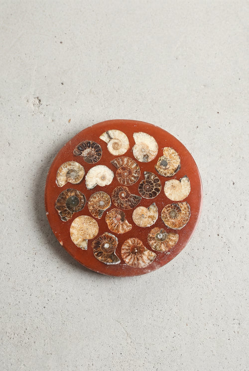 Amonit Doğal Taşlı Plaka