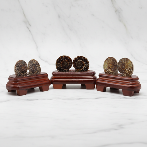 Ammonite Fosil Standlı Parça – Safnaturel (144 gr)