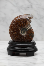 Ammonite Fossil Stand Piece – 337 Gr | Collectible Spiral Fossil