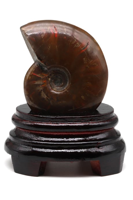 Ammonite Fossil Natural Stone Piece with Stand – 225g | Decorative Collection Fossil