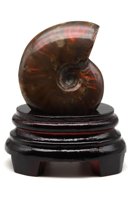 Ammonite Fossil Natural Stone Piece with Stand – 225g | Decorative Collection Fossil
