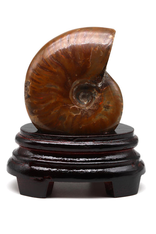 Ammonite Fossil Natural Stone Piece with Stand – 287 Gr | Collectible Decorative Fossil