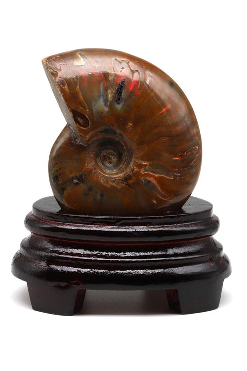 Ammonite Fossil Natural Stone Piece with Stand – 287 Gr | Collectible Decorative Fossil
