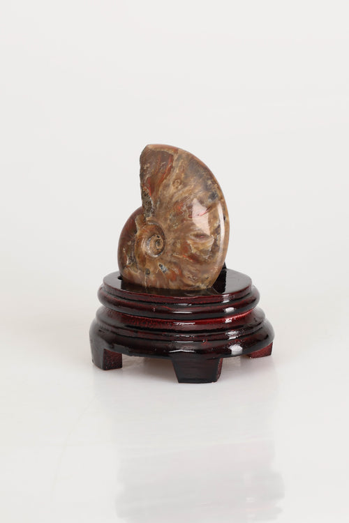 Amonit Doğal Taş Standlı Fosil