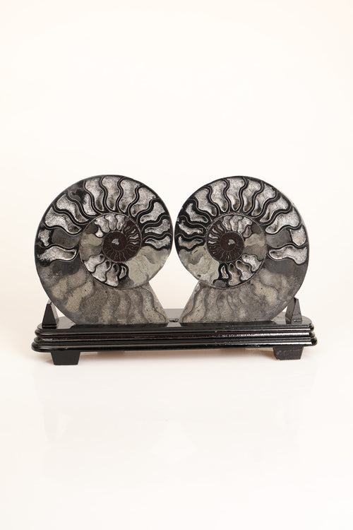 Amonit Doğal Taş Standlı Fosil