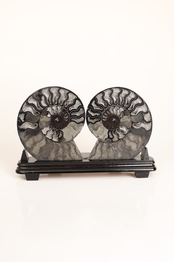 Amonit Doğal Taş Standlı Fosil