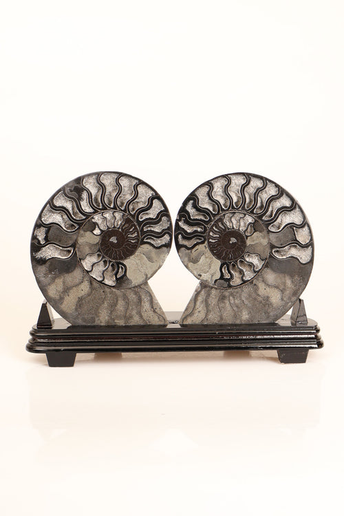 Amonit Doğal Taş Standlı Fosil