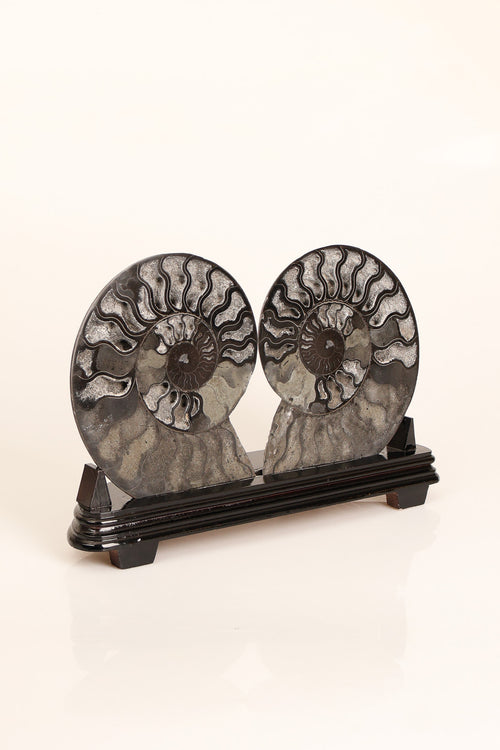 Amonit Doğal Taş Standlı Fosil