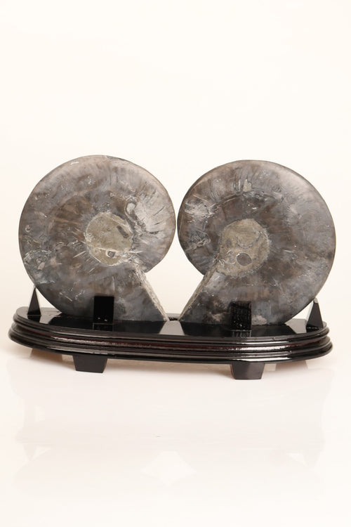 Amonit Doğal Taş Standlı Fosil