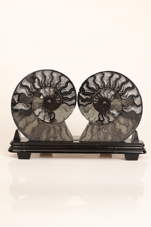 Amonit Doğal Taş Standlı Fosil