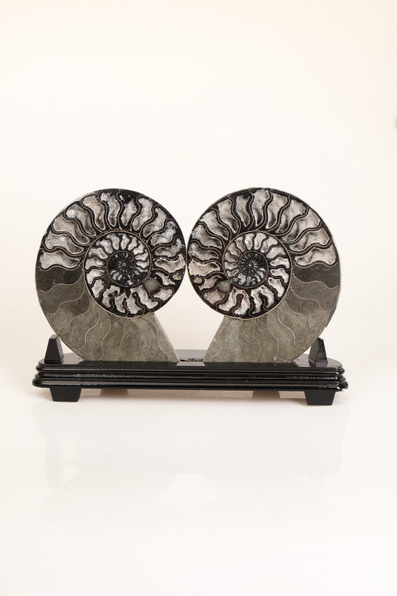 Amonit Doğal Taş Standlı Fosil