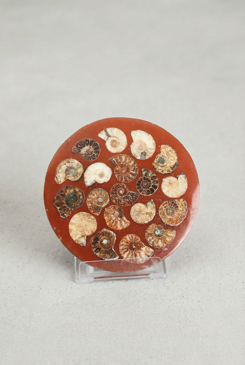 Amonit Doğal Taşlı Plaka